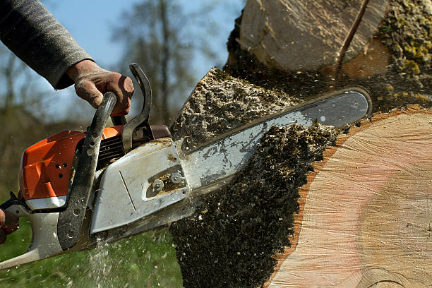How Our Tree Care Process Works  in  Bayville, NY